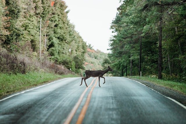 Dangers of Driving in Deer Crossings