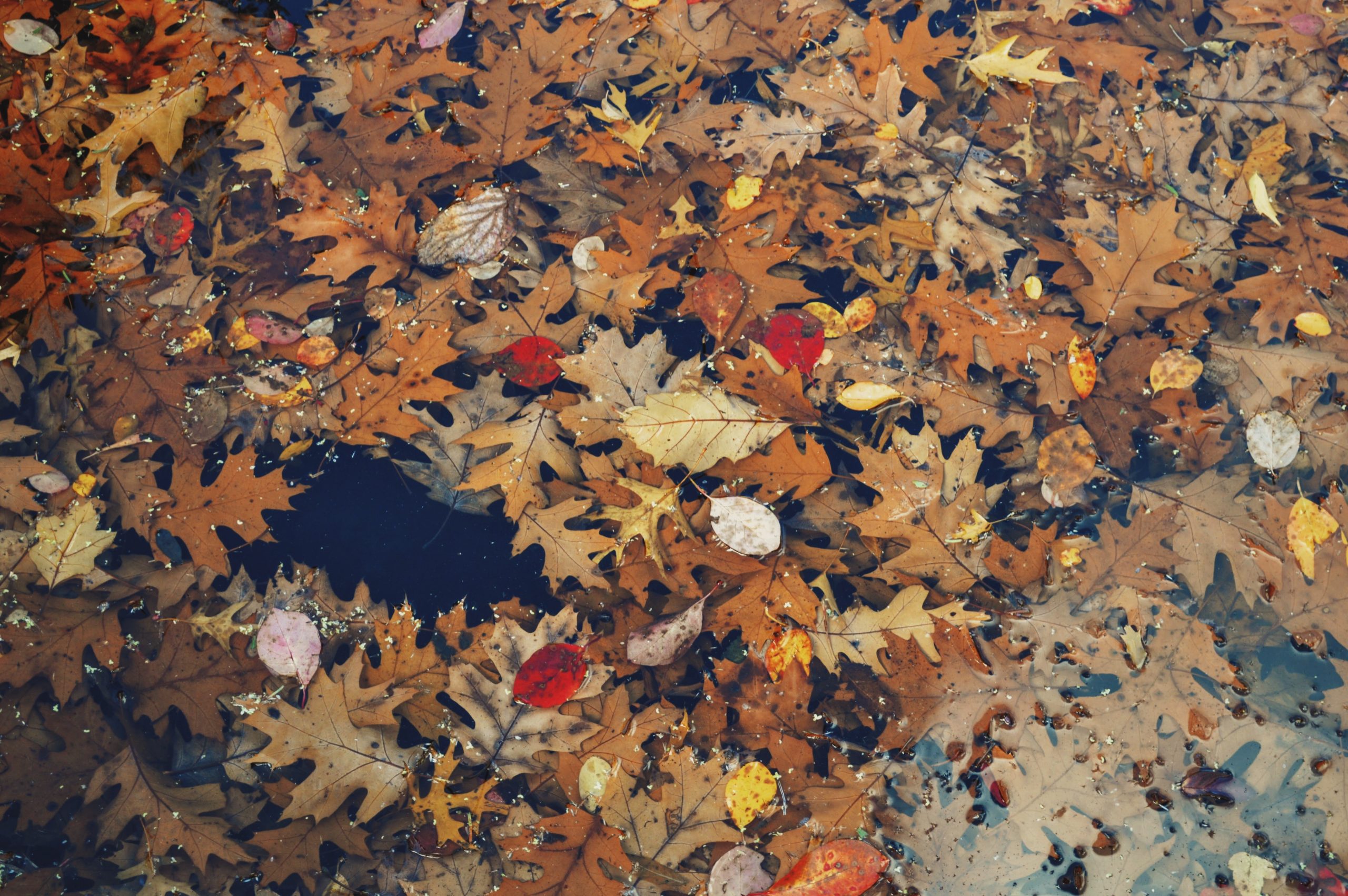 Leaves to highlight the fall season